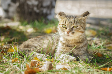 Naklejka na ściany i meble Gray striped cat walks on a leash on green grass outdoors..