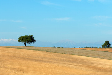 Fototapeta na wymiar A winter wheat planted farming land in the eastern Mediterranean region in December