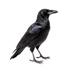 Crow, isolated on transparent background, PNG file
