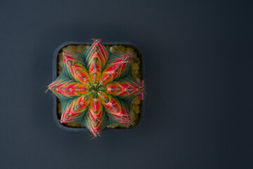 Cactus in a small pot on a black background. This cactus is named Gymnocalycium mihanovichii variegata.