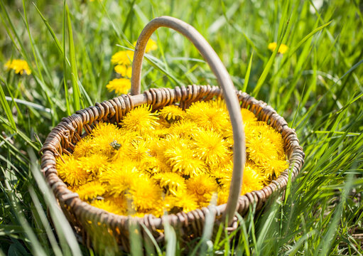 Korb voll mit L&ouml;wenzahnbl&uuml;ten