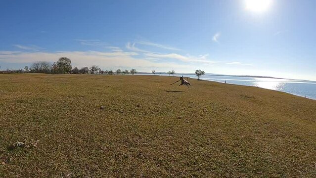 person Dog brings a stick to its owner. Slow motion video. Mexican hairless, xoloitzcuintle. Beautiful adult dog running along shore meadow. Rare dog breed, Xolo. Standard size. Suwalking on the field