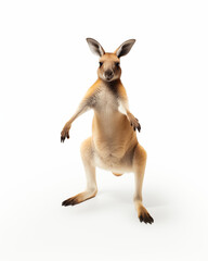 Australian Kangaroo Standing Isolated on a Clean Background