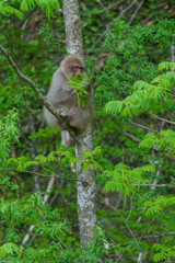 北限の野生のニホンザル　青森下北半島