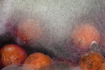 Rotten peaches, fruit, mold close up, fungus. Rotten product. Spoiled food. Rotten berries. Fruits...