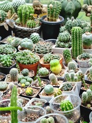 Cactus plants are grown in pots to decorate the home for beauty.	