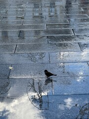 Sparrow on the plaza de Espania Merida 