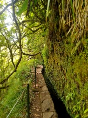 Fototapeta premium Levada on the island of Madeira, green color, heather, water, path, trees