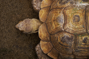 close up turtle from above angle 