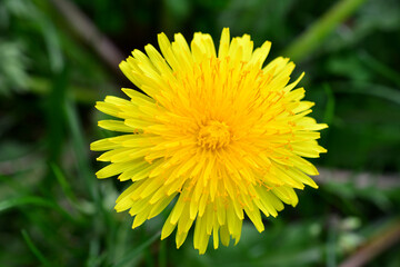 yellow dandelion flower head isolated on green background close up
