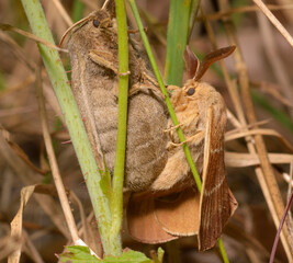 Fox moths, Macrothylacia rubi, mating on a grass