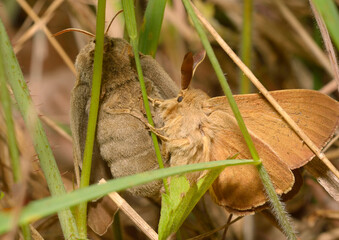 Fox moths, Macrothylacia rubi, mating on a grass