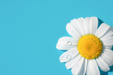 Single soft chamomile daisy flower with white petals and yellow core on blue background with little water drops glowing on bright sunlight. Summer backdrop copy space. - Powered by Adobe