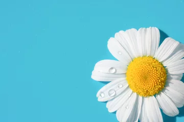 Deurstickers Single soft chamomile daisy flower with white petals and yellow core on blue background with little water drops glowing on bright sunlight. Summer backdrop copy space. © Sunny_Smile