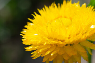 Yellow colored Helichrysum flower with lots of delicate fragile petals in garden on sunny daytime with bright sunlight. Bokeh blurred background