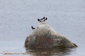 A flock of Eurasian oystercatchers stands on a large rock