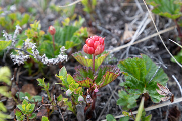 Obraz na płótnie Canvas North berry cloudberry (The Latin name: Rubus chamaemorus)