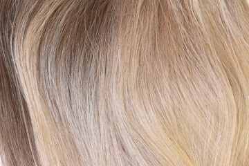 Pattern made of wavy blond beautiful hair.Examples and samples palette of colors.Concept of hair salon care and healthy