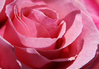 The petals of a rose