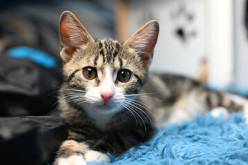 Ocicat cat sits on a blue blanket and looks at the camera