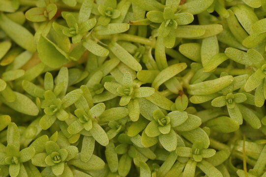 Detailed closeup on the Pedunculate water-starwort, Callitriche brutia