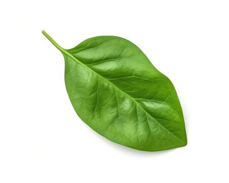 Top view spinach Leaf isolated on a white background ai generative