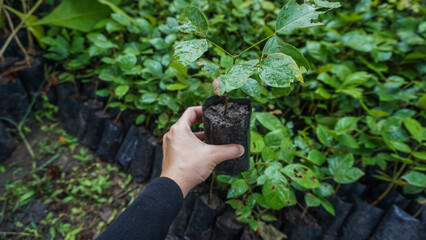 Small plant in the garden. Tree planted in the soil substrate. Seedlings or plants illuminated by the side light. Highly lighted leaves. hand holding young plant on green nature background.