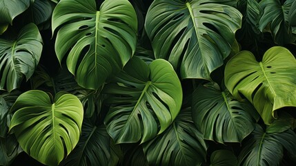 Fototapeta na wymiar Exotic Monstera Leaf Seamless Pattern for Summer