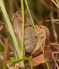 fox moths, Macrothylacia rubi, mating on a grass