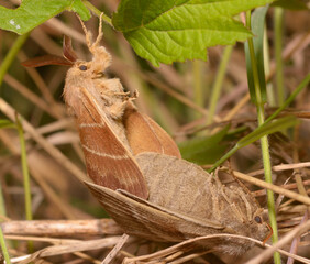 fox moths, Macrothylacia rubi, mating on a grass