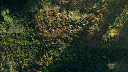 Asian elephant eating grass in grassland near the lake, Elephant Nature Park, Aerial top view of Asian elephant in Changwat Lampang, Thailand, 