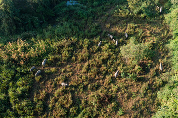 Asian elephant eating grass in grassland near the lake, Elephant Nature Park, Aerial top view of...