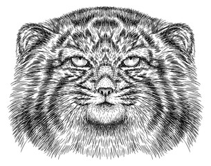 Vintage engraving isolated manul set illustration ink sketch. Palla's cat background silhouette kitten art. Black and white hand drawn image