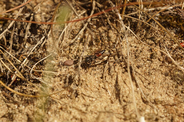 Closeup on a Tachysphex pompiliformis wasp with a grasshopper as prey