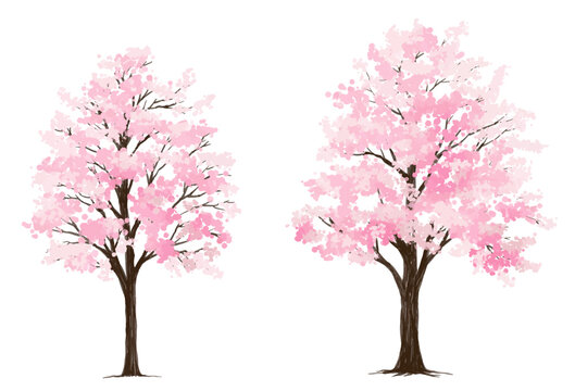 Vector watercolor blooming flower tree or forest side view isolated on white background for landscape and architecture drawing,elements for environment or and garden,Sakura tree for section 