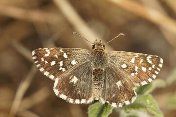 Closeup on a small brown Southern Grizzled skipper butterfly, Pyrgus malvoides, with spread wings