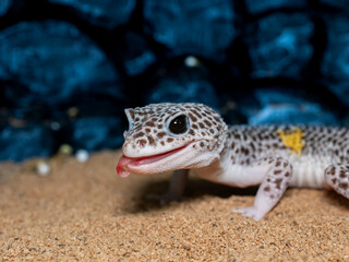 ヒョウモントカゲモドキのアップ