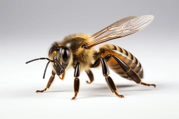 Fotobehang bee on white background © BetterPhoto