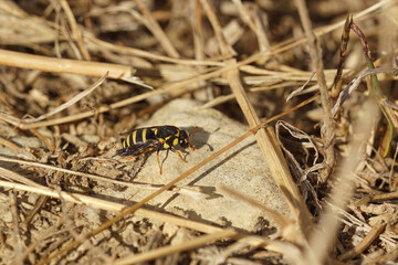 Closeup on a small tiny Mediterranean wasp, Celonites abbreviatus from Southern France, sitting on the ground