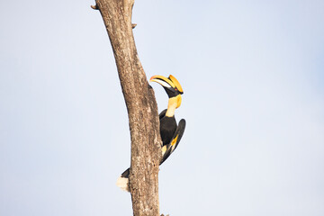Great Horn bill bird perched on a wood log © fromsham55