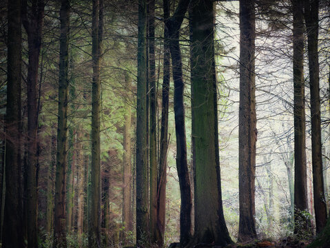 pine trees in idless woods cornwall uk 