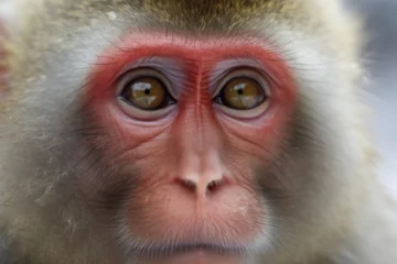Poster Japanese monkey facing you © ayam