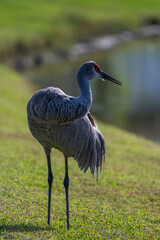 sandhill crane