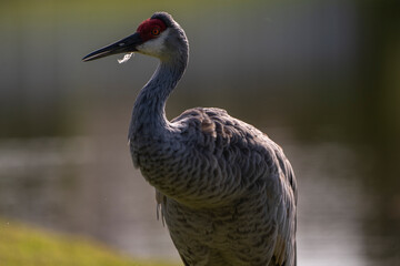 sandhill crane backlit
