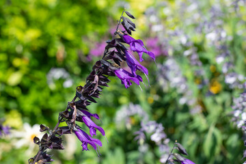 Close up of salvia amistad flowers in bloom - obrazy, fototapety, plakaty