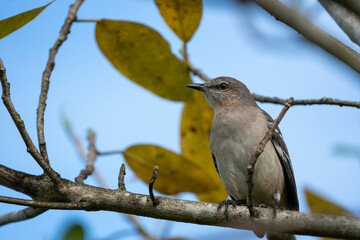 bird on a branch