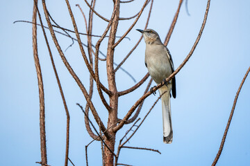 bird on branch