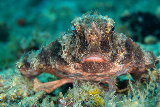 Red-lipped batfish