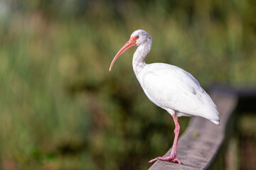 Naklejka premium white ibis bird