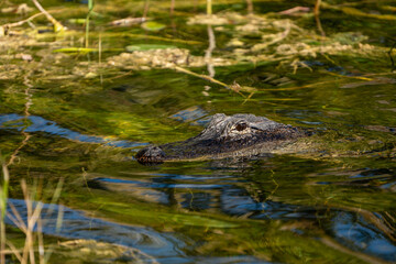 alligator in the water